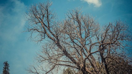 A close up of dry tree and sky view
