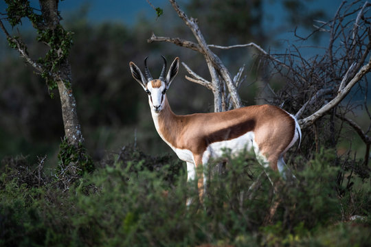 Sub adult Springbok in karoo veld