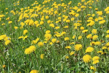 yellow dandelions on the green grass in the meadow in spring