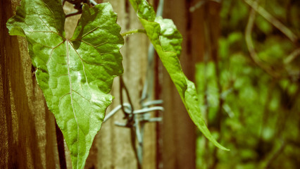 A close up of leaves on wall