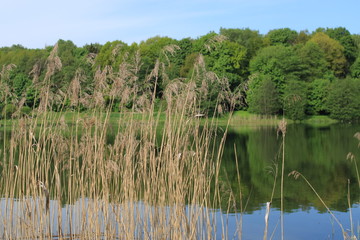 On the bank of the pond in the city forest park