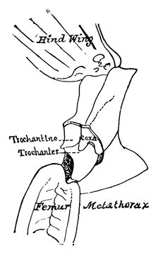 Grasshopper Metathorax Section, Vintage Illustration.