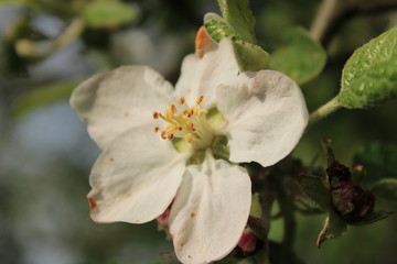 Spring flowering in a city forest park