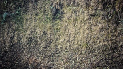 A close up of mountain wall covered with greens