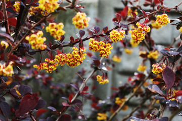 Red-leafed barberry blooms with beautiful yellow flowers.