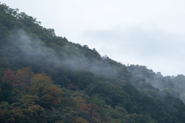 The forest and mountain of Japan between the epidemic COVID-19