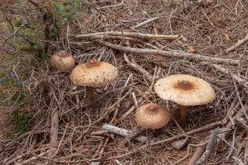 mushrooms (macrolepiota procera) grown up inside a forest in Dolomites