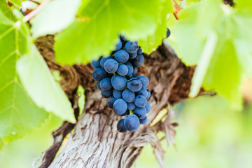 Pinot Noir Grapes in Yarra Valley Australia
