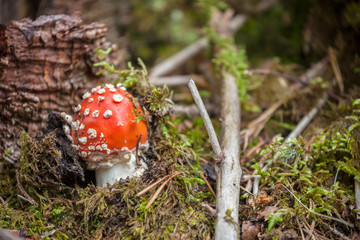 Young Amanita Muscaria grown up inside a forest in Dolomites (Italy)