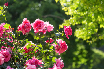 Chinese rose in full bloom