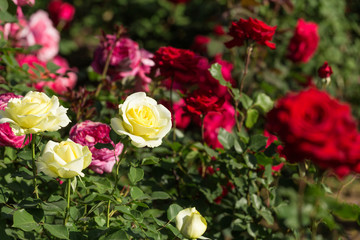 Chinese rose in full bloom
