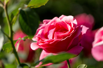 Chinese rose in full bloom