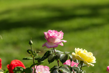 Chinese rose in full bloom