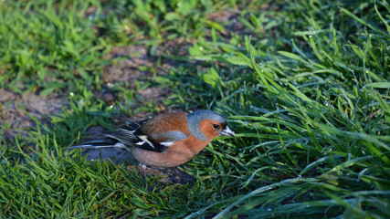 Chaffinch bird on a background of green grass with dew