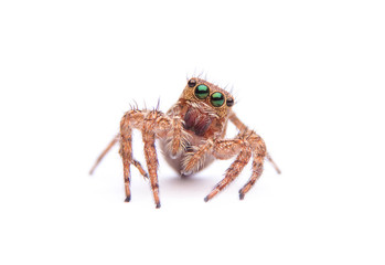 jumping spider isolated on white background.