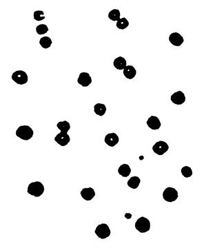 Micrococci or Micrococcus prodigiosus, vintage illustration.