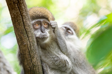 Close up of two female mandrill clinging on a tree branch and grooming each other, against a green bokeh background