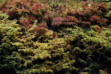 moss live composition grown in a greenhouse. Moss formed as if the forest in miniature