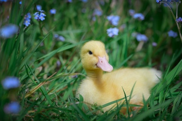 Charming yellow duckling lay in the grass among forget-me-nots