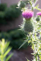 太陽光に照らされた花