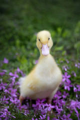 Expressive yellow duckling among violet flowers of grassy phloxes