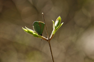 Nature
