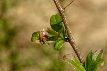 Nature