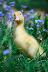 Attentive little yellow duckling among the tender forget-me-nots