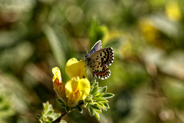 Nature