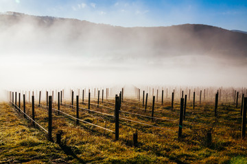 Obraz premium Winter Vines in Yarra Valley Australia