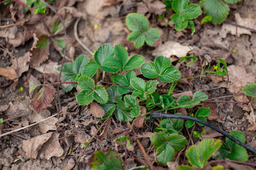 plant strawberries in the garden