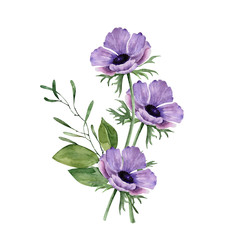 bouquet of purple anemone flowers on a white background, watercolor illustration
