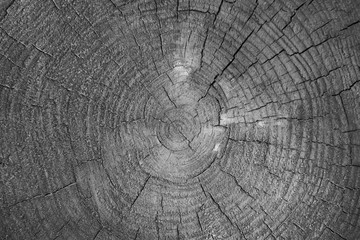 Fototapeta premium Old tree stump black and white texture background. Tree stump closeup view texture. BW tree sump texture photo.