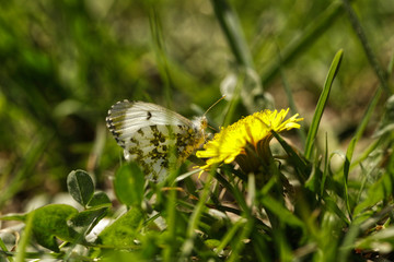 Nature