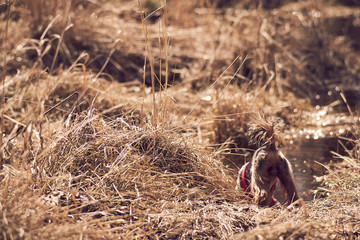 A Yorkshire Terrier walks in nature in a blouse by the river among the grass. Dog on nature drinks water from the river and walks in the grass