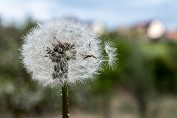 Passed dandelion blossom as a nature background, Czech Republic