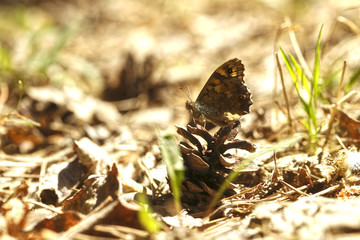 Nature