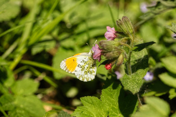 Nature