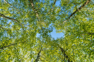 View of the birch tops from below