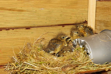 Nichée de rouge-gorge