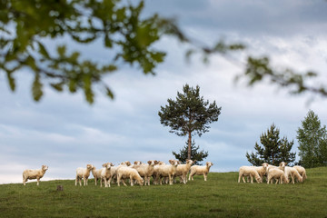 Naklejka na ściany i meble Sheeps on the country side with green background creating beautiful landscape