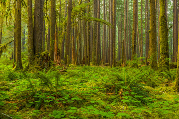 Ancient Groves Nature Trail though old growth forest in the Sol Duc section of Olympic National Park in Washington, United States