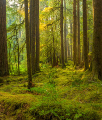 Ancient Groves Nature Trail though old growth forest in the Sol Duc section of Olympic National Park in Washington, United States