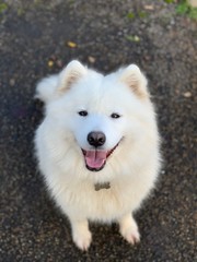 Fototapeta na wymiar Portrait of white fluffy samoyed dog