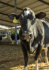 vacas comiendo en su establo