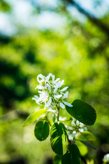 Blooming Shadberry (Amelanchier berries) in the garden. Shallow depth of field.