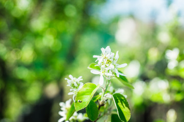 Blooming Shadberry (Amelanchier berries) in the garden. Shallow depth of field.