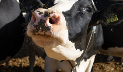 cara de vaca