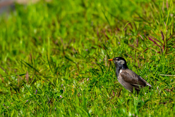 芝の上で餌を探すムク鳥