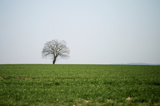 a lonely, dry tree growing on a green field